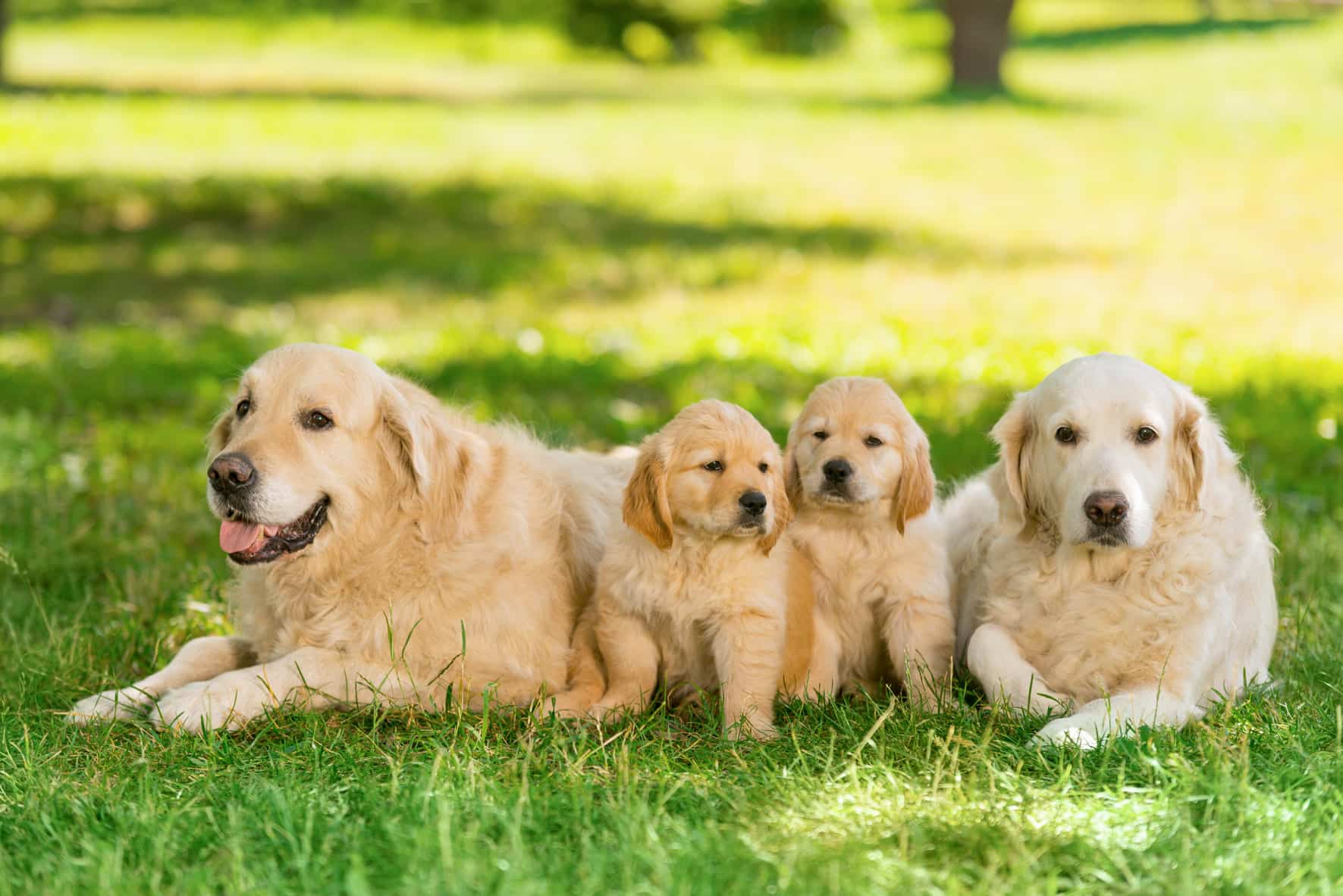 Chó golden con và chó golden bố mẹ