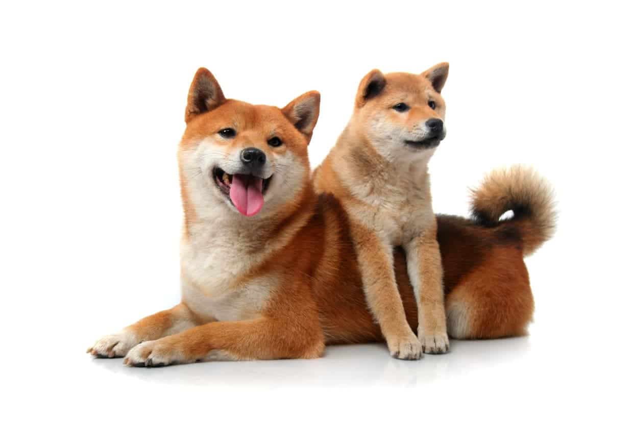 Chó shiba