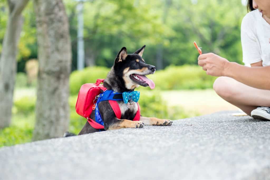 Chó shiba thông minh và ham học hỏi