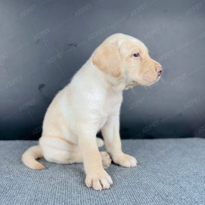 Labrador Vàng