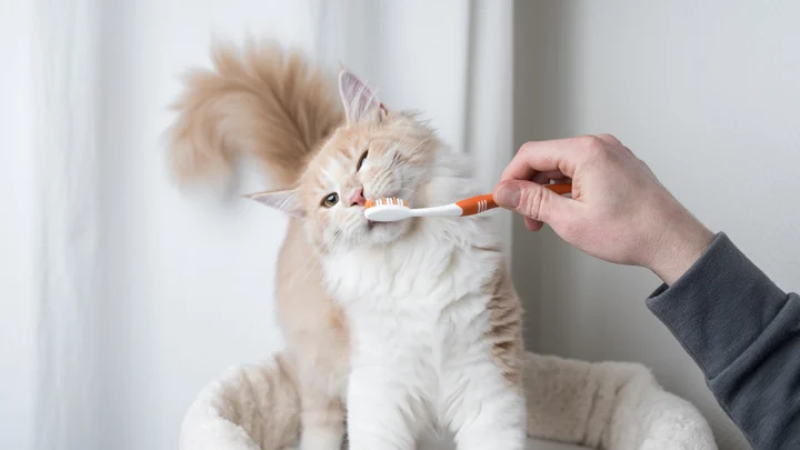 Chăm sóc răng cho mèo
