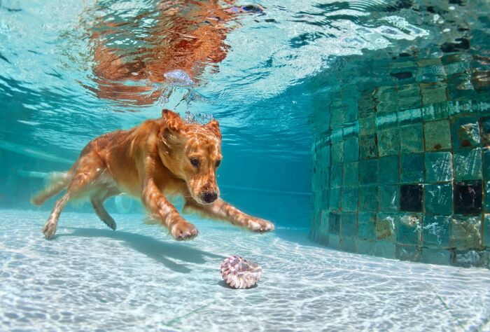 Chó bơi