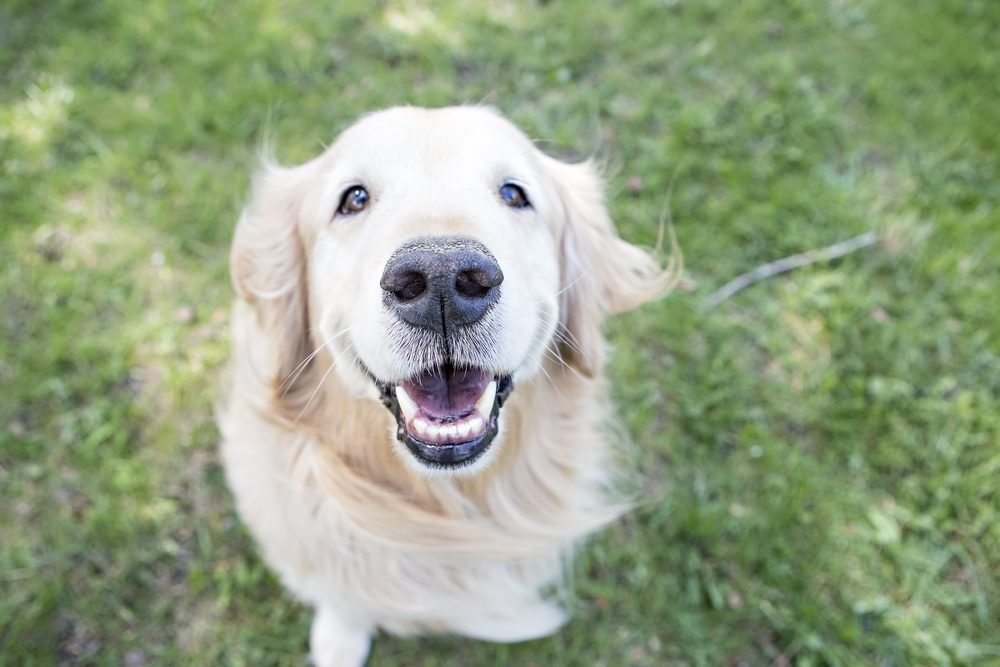 Chó golden tươi cười
