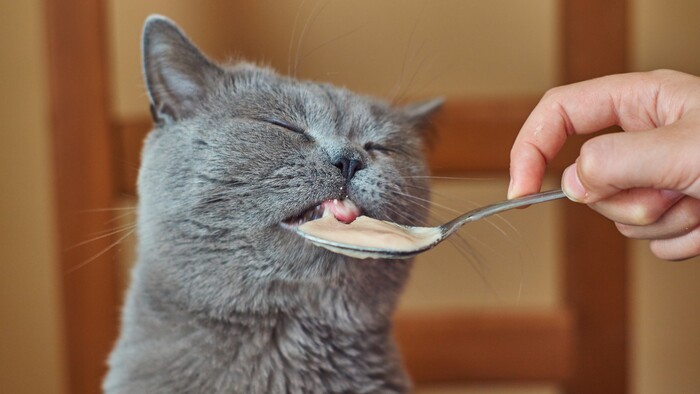 mèo ăn thức ăn ướt