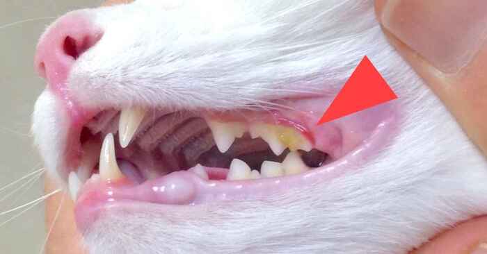 Mèo có cao răng